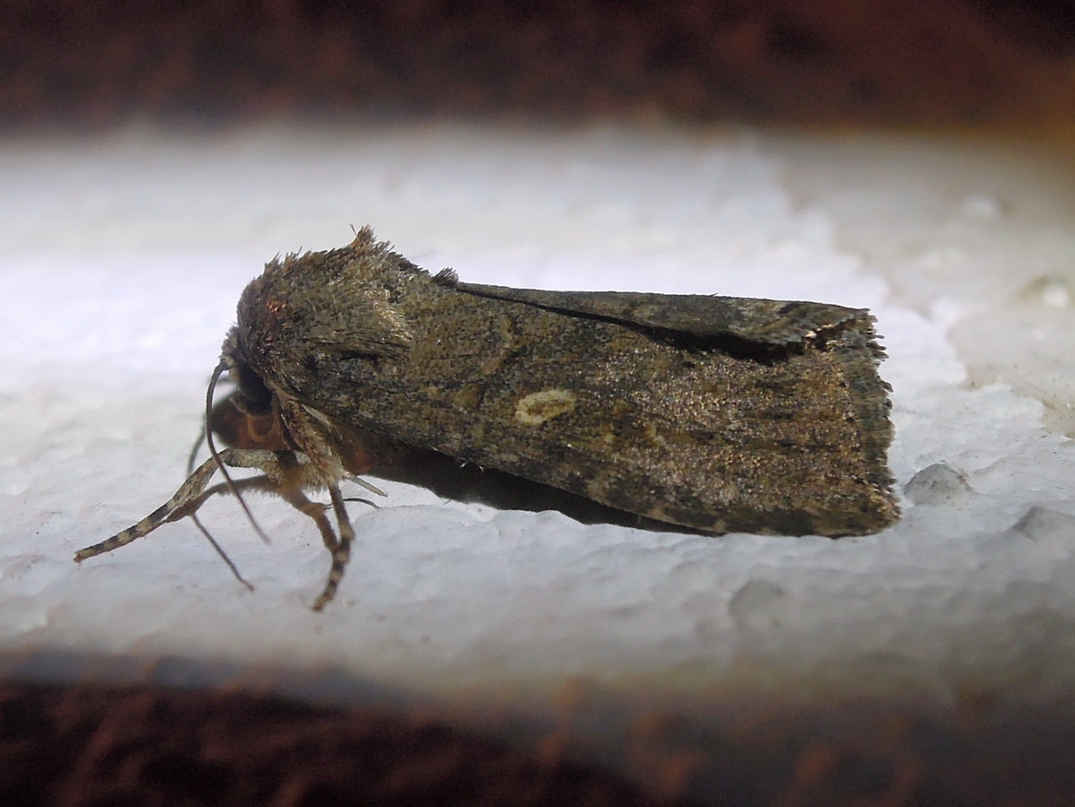 Spodoptera cilium (Noctuidae)